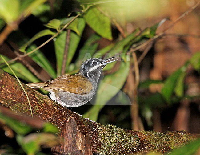 Crossleys Timalia, Crossley's Babbler, Mystacornis crossleyi stock-image by Agami/Pete Morris,