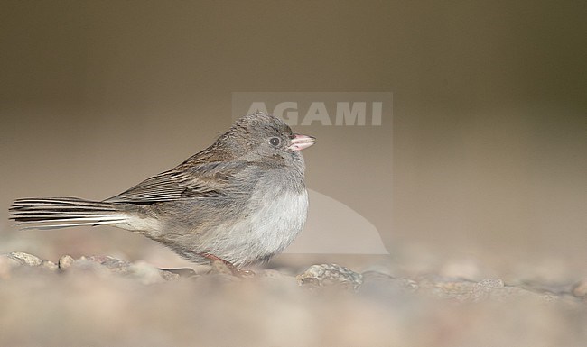 (Slate-colored) Dark-eyed Junco (Junco hyemalis hyemalis/carolinensis), foraging on the ground in Quebec, Canada, during autumn. stock-image by Agami/Ian Davies,