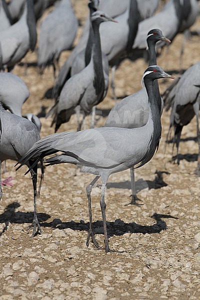 Demoiselle Crane (Grus virgo) standing on the ground at Keechan in India. stock-image by Agami/James Eaton,