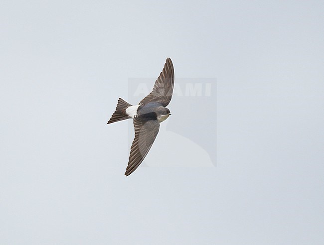 Juvenile, young Common House Martin (Delichon urbicum) on migration flying against a pale blue sky showing upperside and wings fully spread stock-image by Agami/Ran Schols,