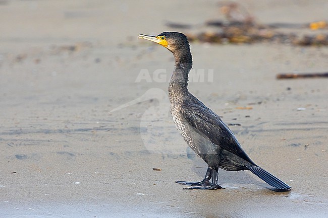 Continental Great Cormorant (Phalacrocorax carbo sinensis), side view of a juvenile standing on the shore, Campania, Italy stock-image by Agami/Saverio Gatto,