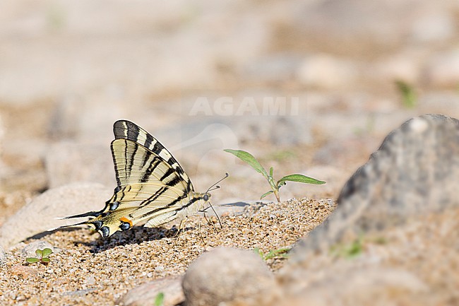 Koningspage, (Iphiclides podalirius) stock-image by Agami/Theo Douma,