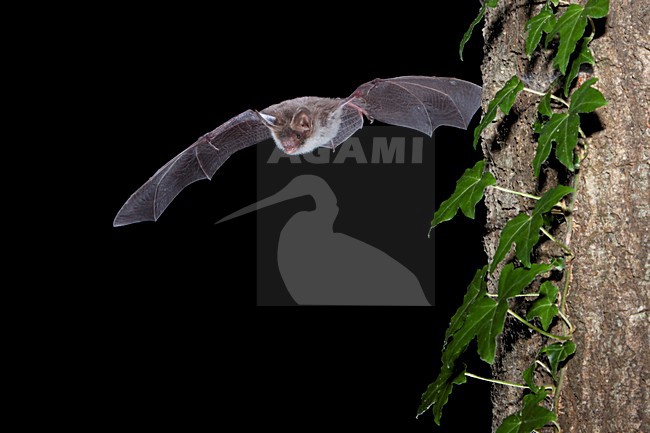 Foeragerende Bechsteins vleermuis, Hunting Bechstein's bat stock-image by Agami/Theo Douma,