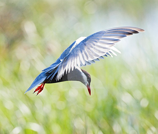 Witwangstern, Whiskered Tern, Chlidonias hybrida stock-image by Agami/Marc Guyt,