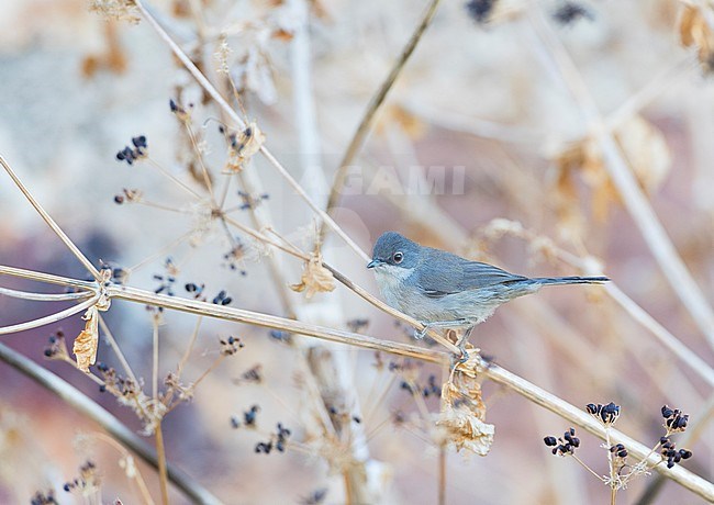 Female Sardinian Warbler (Sylvia melanocephala) in dry bush during the summer. stock-image by Agami/Marc Guyt,