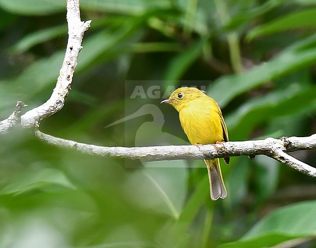 Citrine Canary-flycatcher (Culicicapa helianthea) in the Philippines. stock-image by Agami/Laurens Steijn,