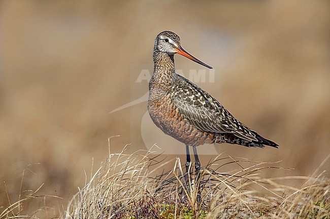 Adult male Hudsonian Godwit (Limosa haemastica) in summer plumage on the arctic tundra of 
Churchill, Manitoba in Canada. stock-image by Agami/Brian E Small,