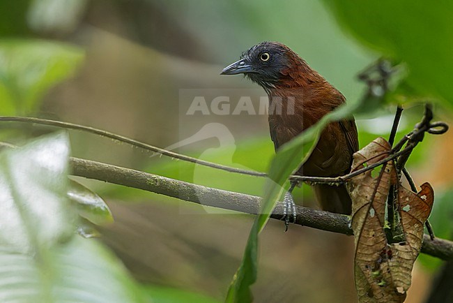 Grey-headed Babbler (Stachyris poliocephala). Perched on a branch in Borneo stock-image by Agami/Dubi Shapiro,