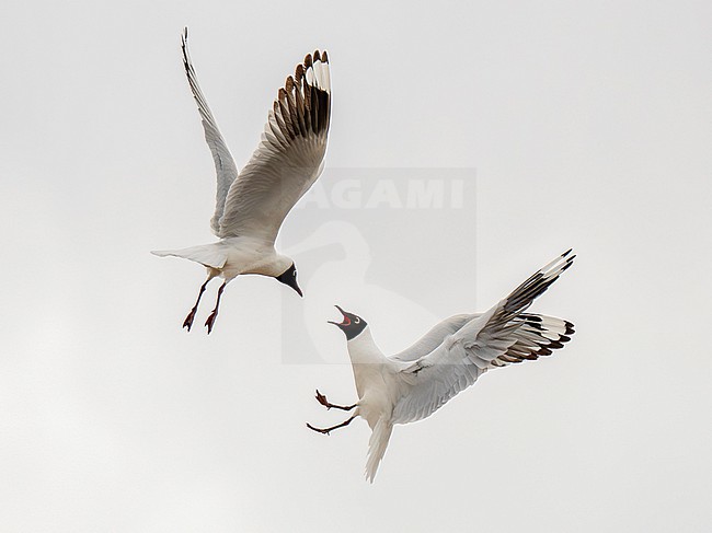 Andean Gull (Chroicocephalus serranus) adult breeding in flight flighting stock-image by Agami/Andy & Gill Swash ,