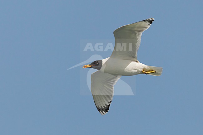 Reuzenzwartkopmeeuw; Great Black-headed Gull; Ichthyaetus ichthyaetus stock-image by Agami/Daniele Occhiato,