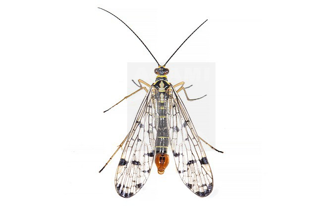 Male Panorpa germanica stock-image by Agami/Wil Leurs,