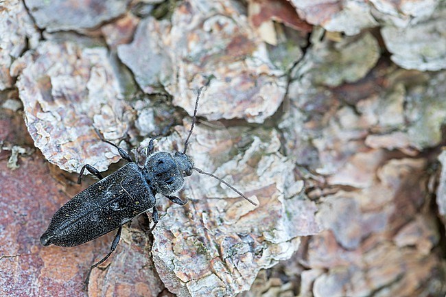 Hylotrupes bajulus - House longhorn beetle - Hausbock, Germany (Baden-Württemberg), imago,female stock-image by Agami/Ralph Martin,