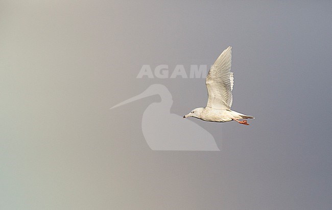 Second calender year Glaucous Gull (Larus hyperboreus) in flight showing under wing. Photographed in Alaska during autumn in front of a rainbow. stock-image by Agami/Edwin Winkel,