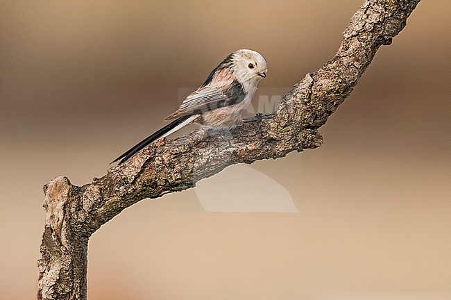 Long-tailed Tit (Aegithalos caudatus) in northern Italy stock-image by Agami/Alain Ghignone,