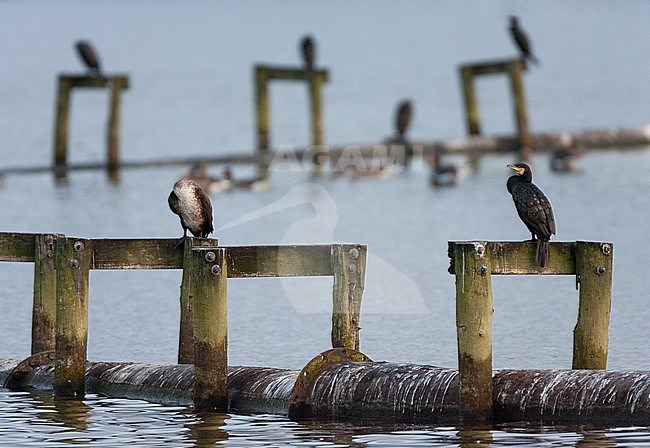 Great Cormorants (Phalacrocorax carbo) in the Netherlands. Adult bird sitting on wooden structure in Starrevaart bird lake in the Netherlands. stock-image by Agami/Marc Guyt,