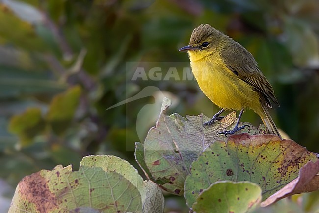 African Yellow Warbler (Iduna natalensis) perched on a branch in Angola. Also known as Natal yellow warbler, dark-capped yellow warbler, or yellow flycatcher-warbler. stock-image by Agami/Dubi Shapiro,