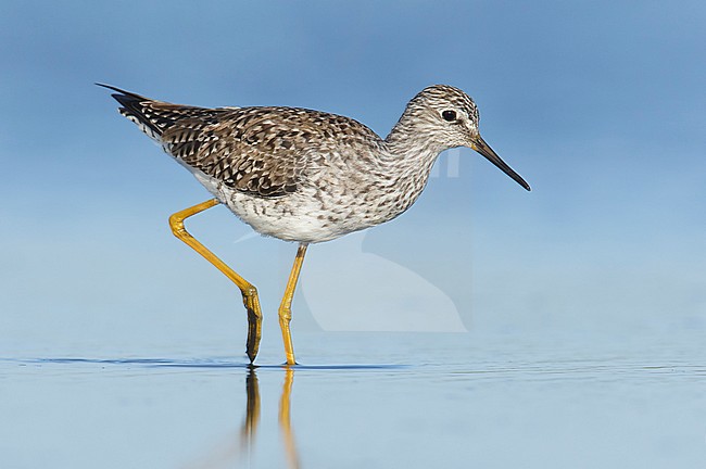 Adult breeding
Galveston Co., TX
May 2014 stock-image by Agami/Brian E Small,
