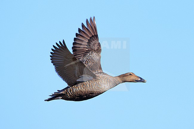 Pacific Eider (Somateria mollissima ssp v-nigrum)  taken at Nome - Alaska - USA. Female in flight. stock-image by Agami/Nicolas Bastide,