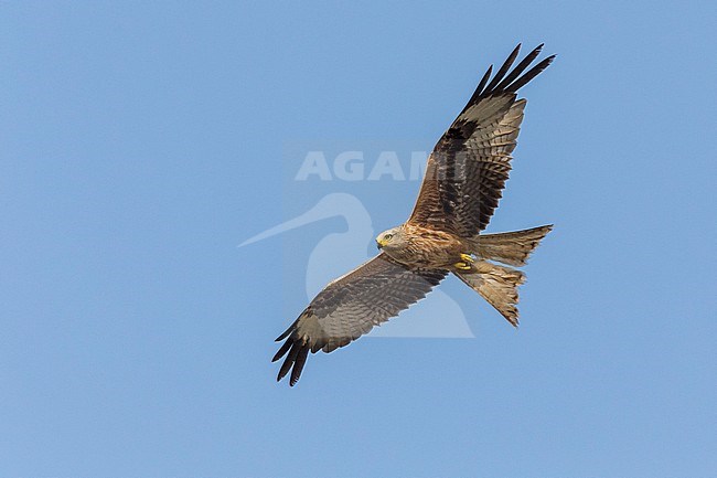 Red Kite (Milvus milvus), juvenile 2nd cy in flight seen from below, Basilicata, Italy stock-image by Agami/Saverio Gatto,