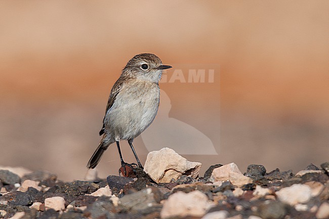 Canary Islands Stonechat (Saxicola dacotiae) taken the 21/03/2023 at Fuerteventura. stock-image by Agami/Nicolas Bastide,