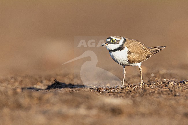 Kleine Plevier, Little Ringed Plover, Charadrius dupius stock-image by Agami/Menno van Duijn,