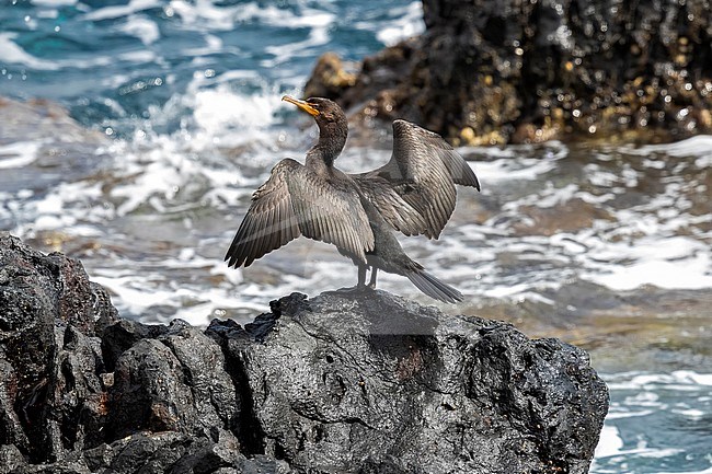 First winter Double-crested Cormorant (Phalacrocorax auritus) drying its wings on a rock in Corvo, Azores, Portugal. stock-image by Agami/Vincent Legrand,
