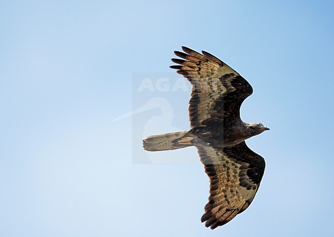 Wespendief in vlucht; European Honey Buzzard in flight stock-image by Agami/Markus Varesvuo,
