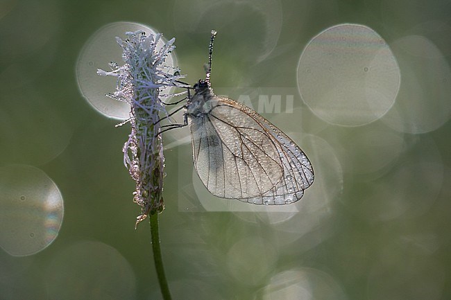 Black-veined White (Aporia crataegi) perched on small flower in Mercantour in France. Backlight against natural green colored background. stock-image by Agami/Iolente Navarro,