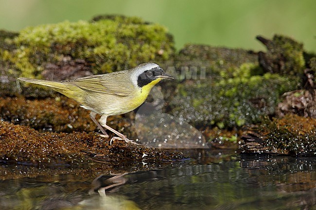 Adult male Common Yellowthroat (Geothlypis trichas) in Galveston County, Texas, USA. Standing on the ground at a drinking pool in a forest. stock-image by Agami/Brian E Small,