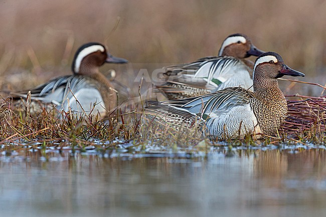 Garganey, Campania, Italy (Anas querquedula) stock-image by Agami/Saverio Gatto,