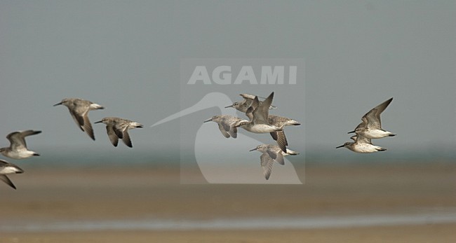 Groep Grote Kanoeten in vlucht; Flock of Great Knots in flight stock-image by Agami/Harvey van Diek,