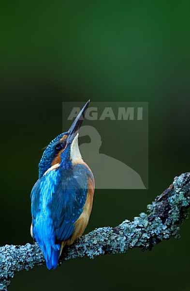 IJsvogel zittend op tak, Common Kingfisher perched on a branch stock-image by Agami/Danny Green,