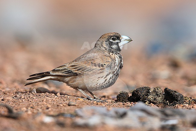 Thick-billed Lark (Ramphocoris clotbey) taken the 21/03/2022 at Boumalne Dadès - Morroco stock-image by Agami/Aurélien Audevard,