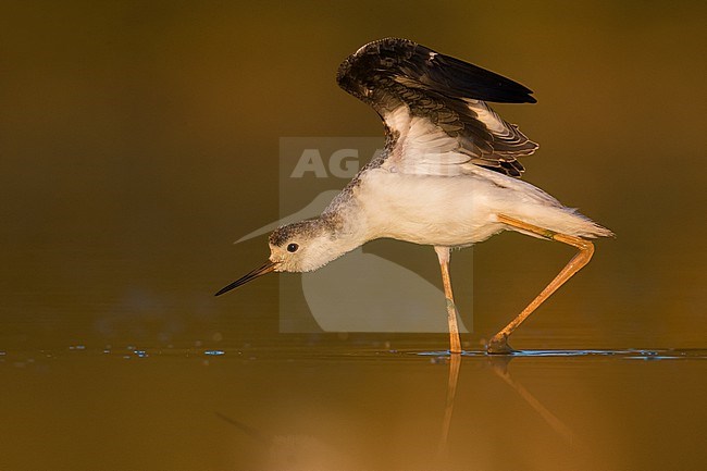 Immature Black-winged Stilt (Himantopus himantopus) standing in shallow water in Italy. stock-image by Agami/Daniele Occhiato,