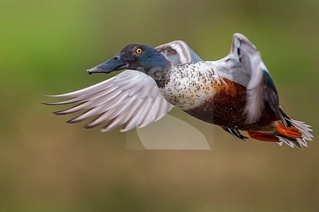 Slobeend, Northern Shoveler stock-image by Agami/Daniele Occhiato,