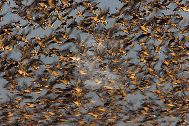 Groep Kleine Rietganzen in vlucht; Pink-footed Geese in flight  (Anser brachyrhynchus) stock-image by Agami/Danny Green,