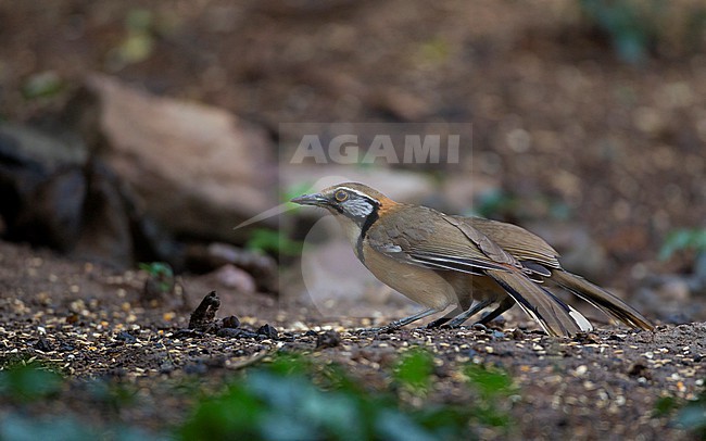 Greater Necklaced Laughingthrush (Pterorhinus pectoralis) at Kaeng Krachan National Park, Thailand stock-image by Agami/Helge Sorensen,