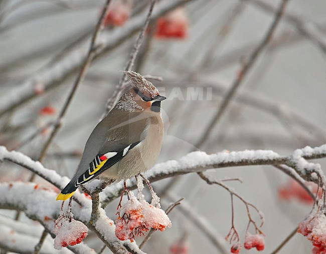 Bohemian Waxwing sitting on snow covered branch; Pestvogel bessen zittend op besneeuwde tak stock-image by Agami/Markus Varesvuo,
