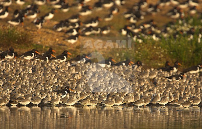 Kanoeten en Scholeksters op hoogwatervluctplaats; Knot and Eurasian Oystercatcher roost at high tide stock-image by Agami/Danny Green,