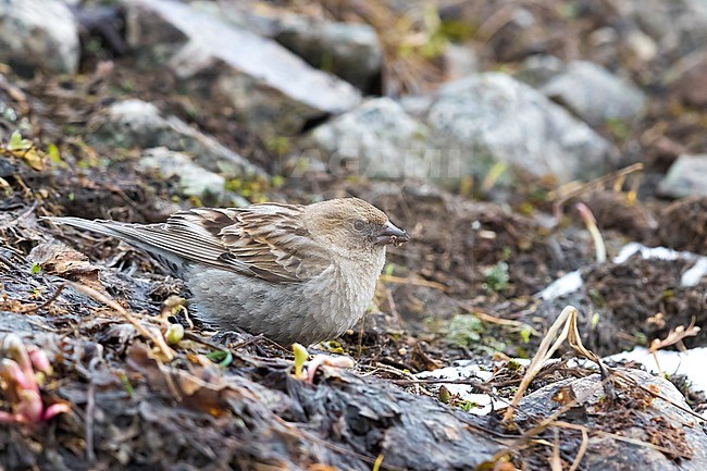 Plain Mountain Finch; Leucosticte nemoricola altaica stock-image by Agami/Daniele Occhiato,