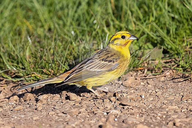 Yellowhammer (Emberiza citrinella), side view of an adult male standing on the ground, Abruzzo, Italy stock-image by Agami/Saverio Gatto,