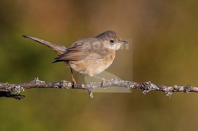 Western Subalpine Warbler (Sylvia inornata) in Verdon, France. stock-image by Agami/Daniele Occhiato,