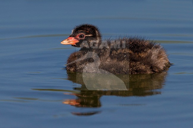 Little Grebe (Tachybaptus ruficollis) chick swimming on small lake. stock-image by Agami/Daniele Occhiato,