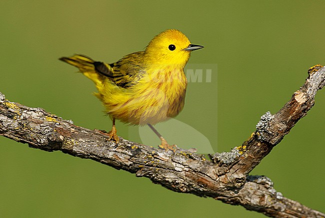 Adult male breeding
Galveston Co., TX
April 2006 stock-image by Agami/Brian E Small,