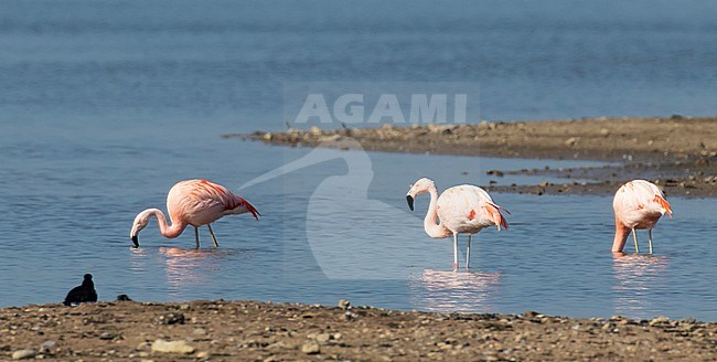 Adult Chilean Flamingo (Phoenicopterus chilensis) feeding in shallow water near Deventer in The Netherlands stock-image by Agami/Edwin Winkel,