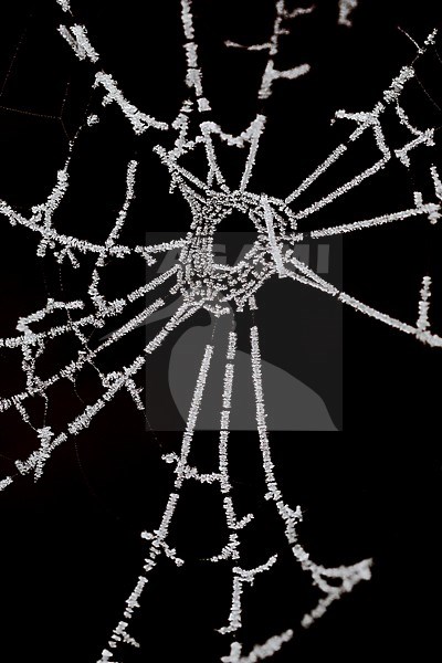 Berijpte spinnenweb, Frosted spider web stock-image by Agami/Wil Leurs,