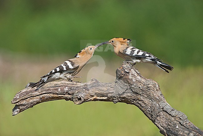 Eurasian Hoopoe (Upupa epops) in Italy stock-image by Agami/Alain Ghignone,