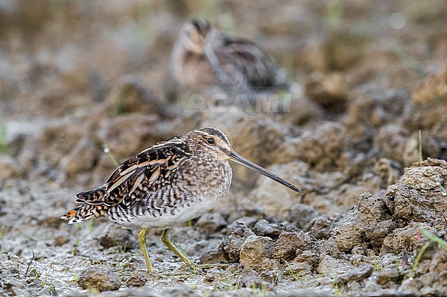 Common Snipe (Gallinago gallinago) perched in a wet marsh stock-image by Agami/Daniele Occhiato,