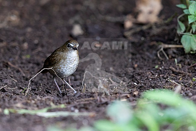A Lesser Shortwing (Brachypteryx leucophris) of teh subspecies nipalensis is searching for food on the ground  stock-image by Agami/Mathias Putze,