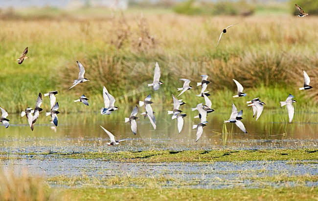Witwangstern, Whiskered Tern, Chlidonias hybrida and Witvleugelstern, White-winged Tern, Chlidonias stock-image by Agami/Marc Guyt,